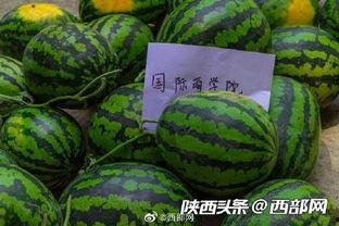 吃瓜群免费最新,带你走进神秘的网络世界  第1张